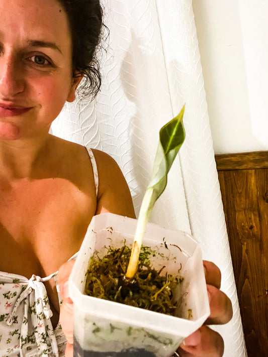 Actions payantes : TOUTE SUITE vs dans quelques années